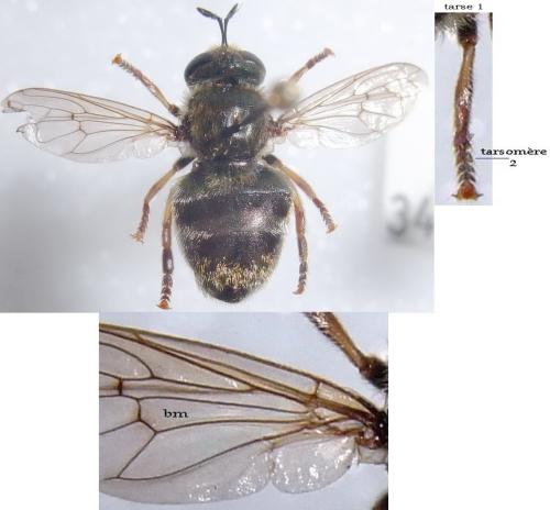 Réf. 342 311 : Microdon analis